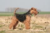 WELSH TERRIER